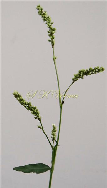 Inflorescence